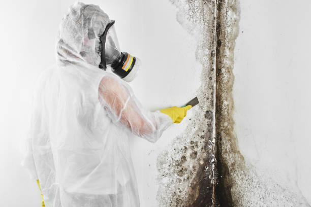 Best Local Mold Removal Service  in Pirtleville, AZ