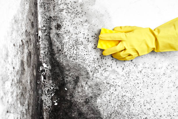Mold Testing and Removal in Pirtleville, AZ