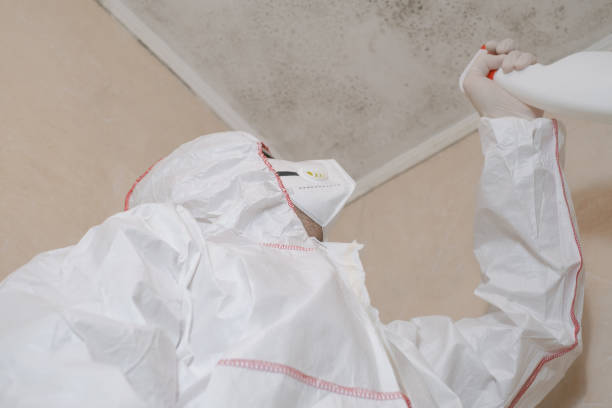 Office Mold Removal Services in Pirtleville, AZ