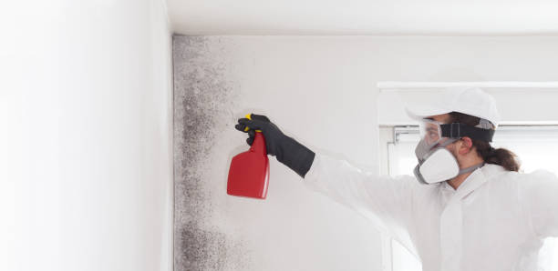 Best Residential Mold Removal  in Pirtleville, AZ